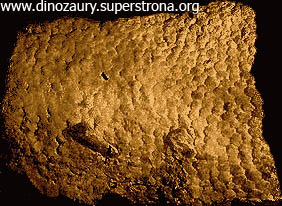 Skamielina skóry hadrozaura