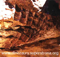 Skamielina skóry triceratopsa